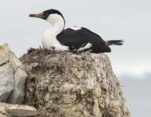 cormorant